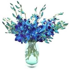Blue Orchids in a vase