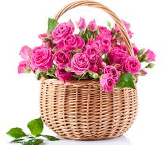 40 pink roses in a basket