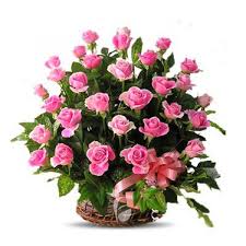 100 pink roses in a basket